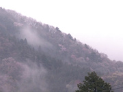 [PGD-440]同級生 桜木凛C