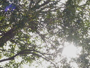 [NXG-432] 働くお姉さんとデカパイ三昧 - 1of5