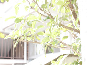 [MIDV-384] 解禁 人生第一次的无套中出性爱！害羞又高潮的射精 三崎奈奈【破解】 - 3of5