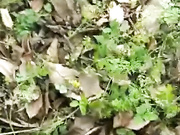 精品户外直播大美女糖糖勾引眼镜大叔到公园小树林野战矿泉水洗鸡巴口爆劈腿啪啪