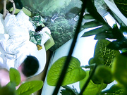 精品小旅馆绿叶房偷拍纹身社会男喝完红牛干得长发妹子高潮啊啊叫