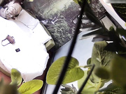 自然房马尾辫大奶气质美少妇与公司同事帅小伙开房啪啪小青年会玩道具搞的少妇尖叫发情变主动被干3炮