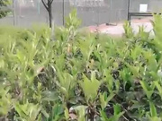 网友自拍情景剧美女欠钱不还被逼肉偿