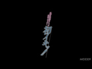 [MIDE-509] 乳首性感首次开发文档！八乃つばさ - 1of5